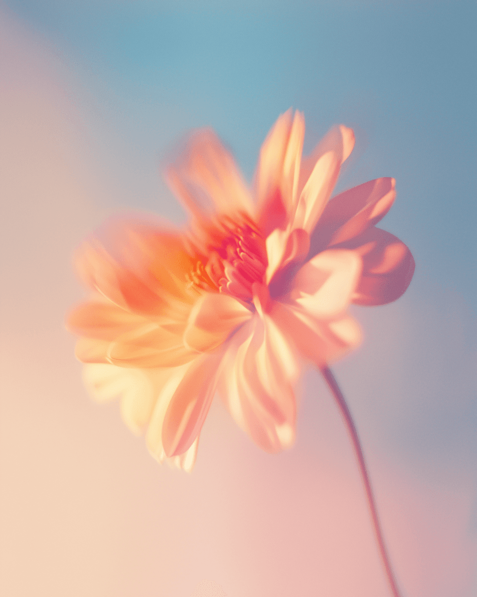 Soft pink daisy flower in dreamy pastel sky
